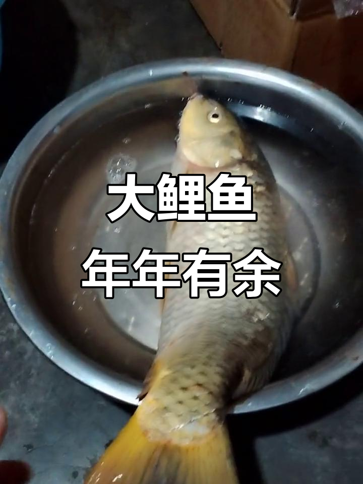 2023年野生大鲤鱼新鲜出炉,尾巴发黄正宗!