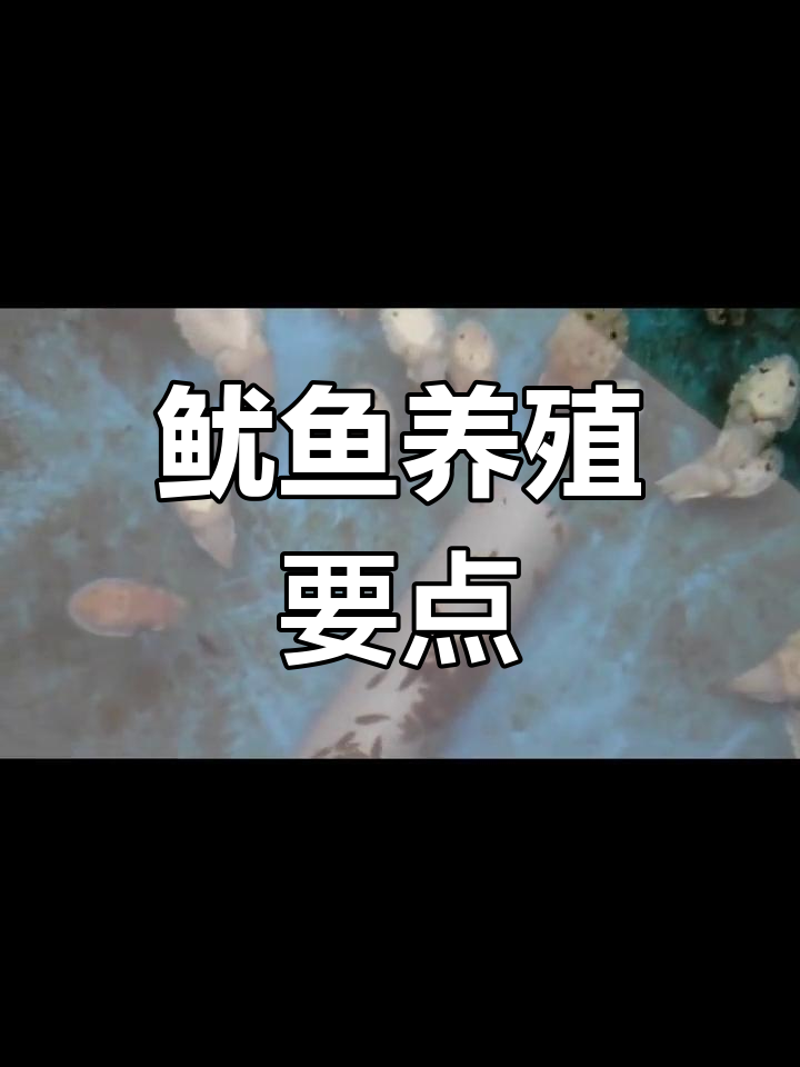 鱿鱼养殖全攻略:高效管理与注意事项