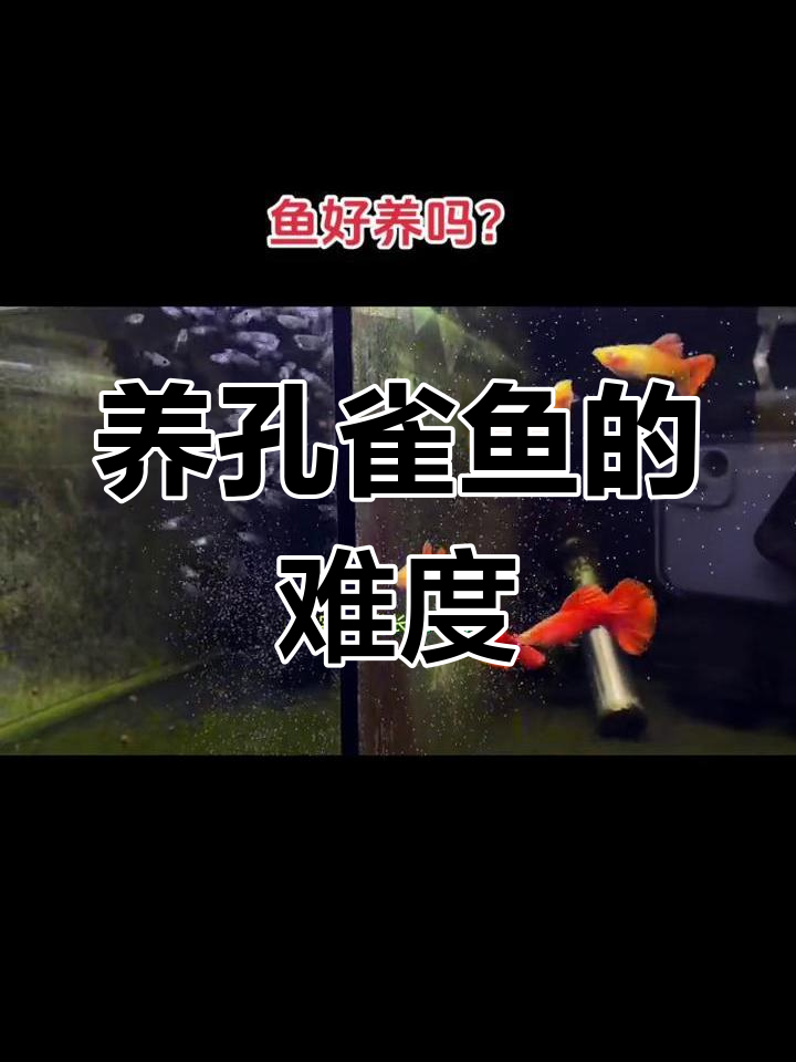 孔雀鱼好养吗?新手必看!