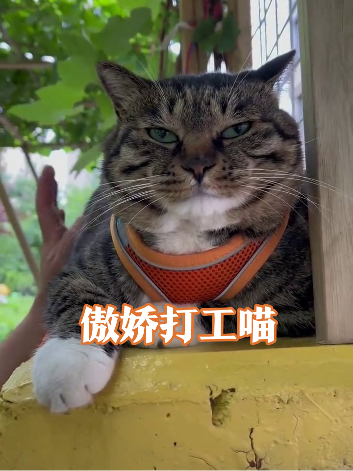 猫咪上班摸鱼被抓包,表情管理笑喷!