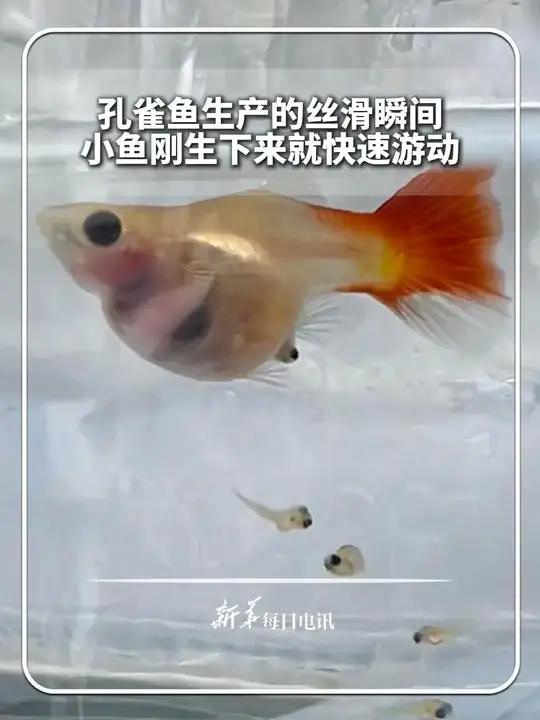 孔雀鱼生产的丝滑瞬间,小鱼刚生下来就快速游动