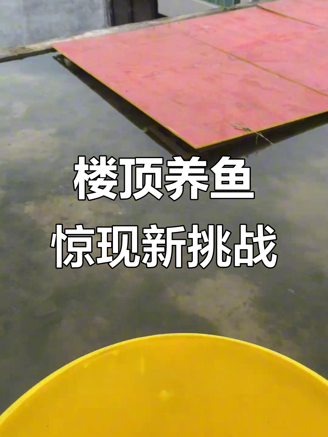 楼顶鱼池新物种加入,黄鳝能否生存?病鱼处理大揭秘
