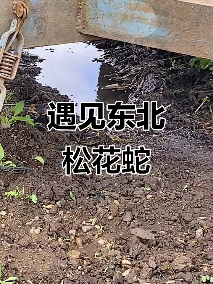 偶遇东北松花蛇,竟然在屯子里喝水!
