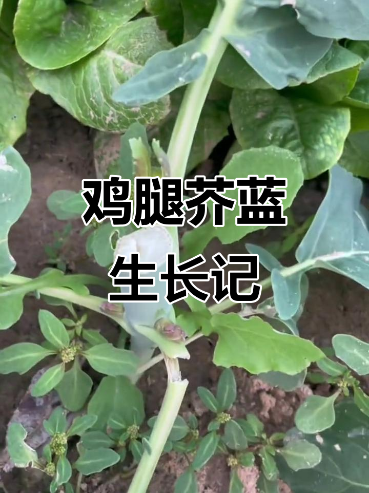 鸡腿芥蓝种植日记:从除草到新芽萌发全过程