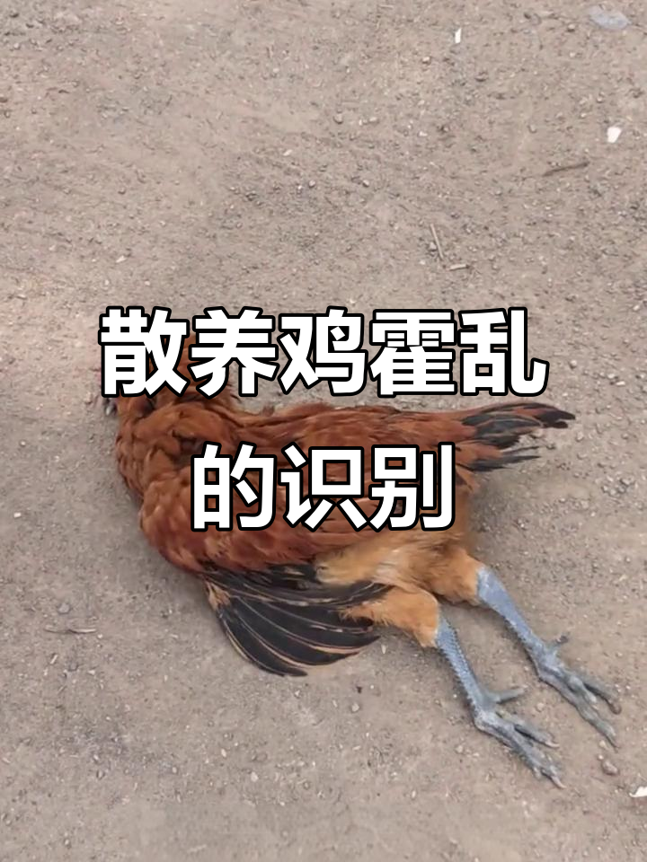 散养鸡霍乱症状与防治技巧,如何判断是否患病