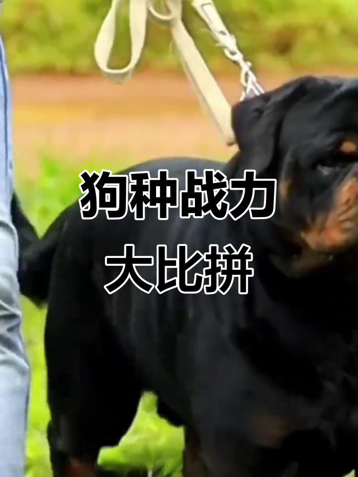 这些狗的战斗力,你见过吗?从杜高到边牧全解析