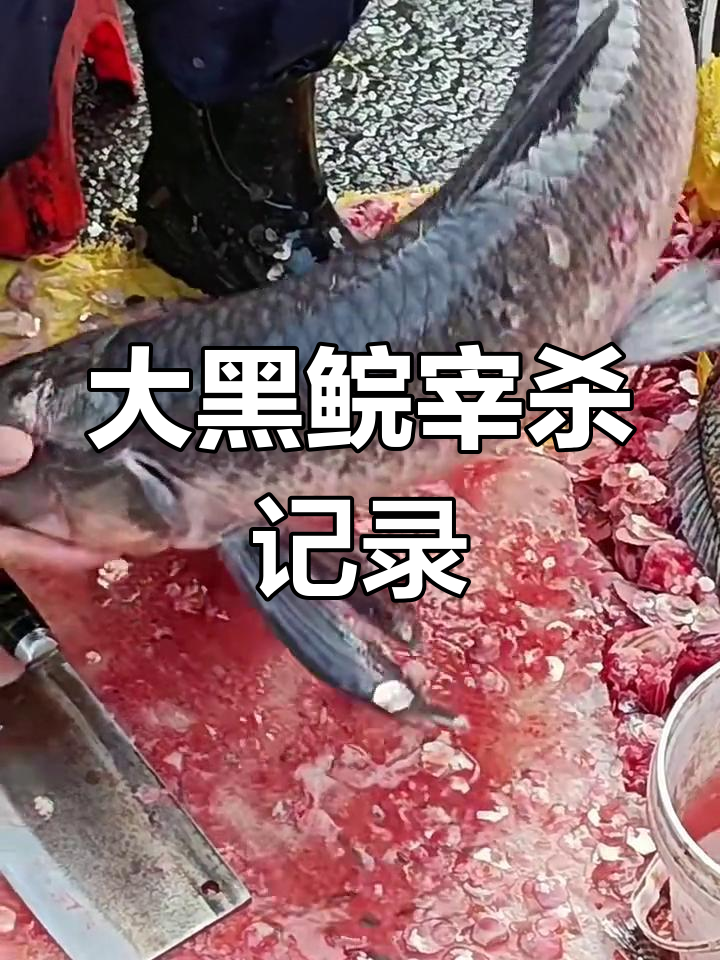 广州莲花山14斤大黑鲩宰杀全过程,惊险刺激!