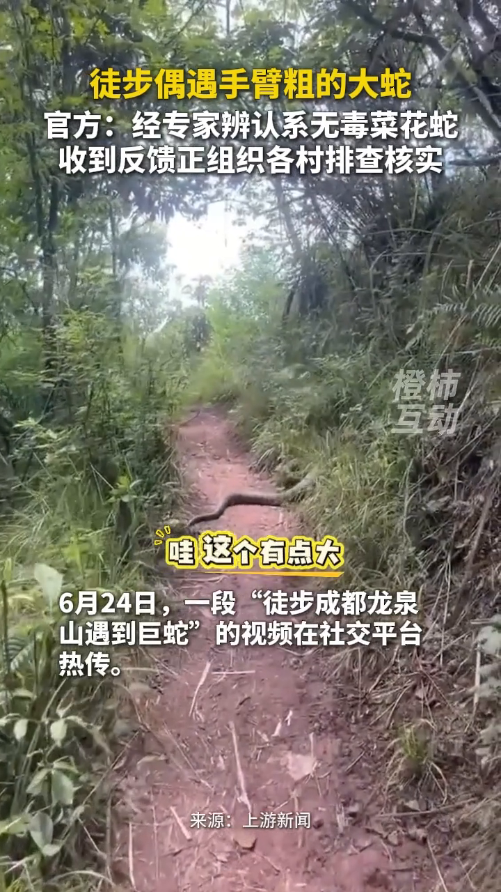 男子徒步偶遇手臂粗的大蛇，官方：经专家辨认系无毒菜花蛇