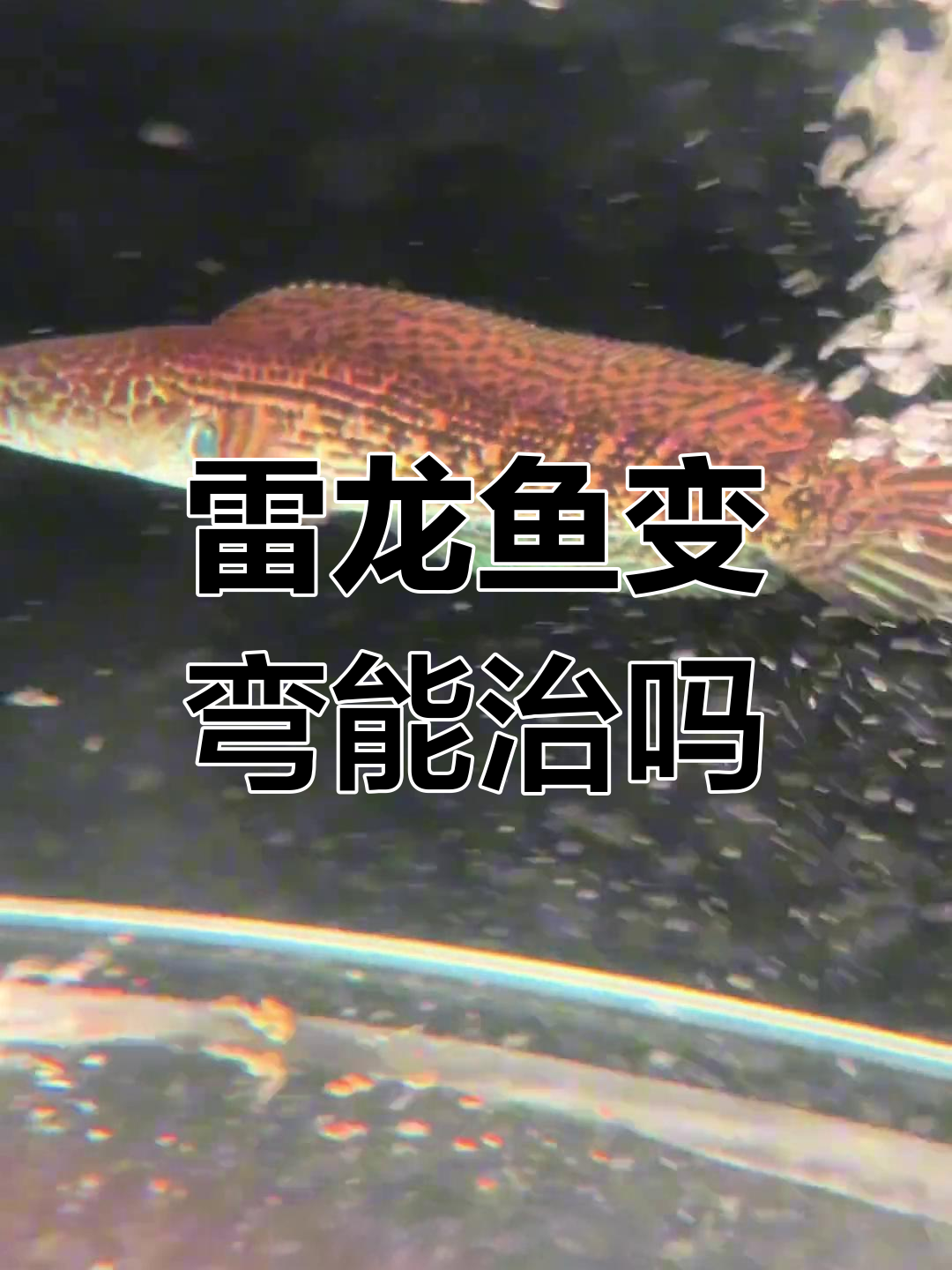 雷龙鱼身体弯曲的原因及恢复方法