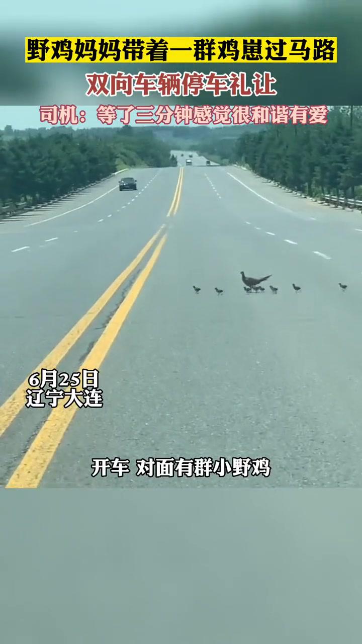 6月25日 辽宁大连 鸡妈妈带着一群鸡崽过马路被双向车辆停车礼让司机:等了三分钟感觉很和谐