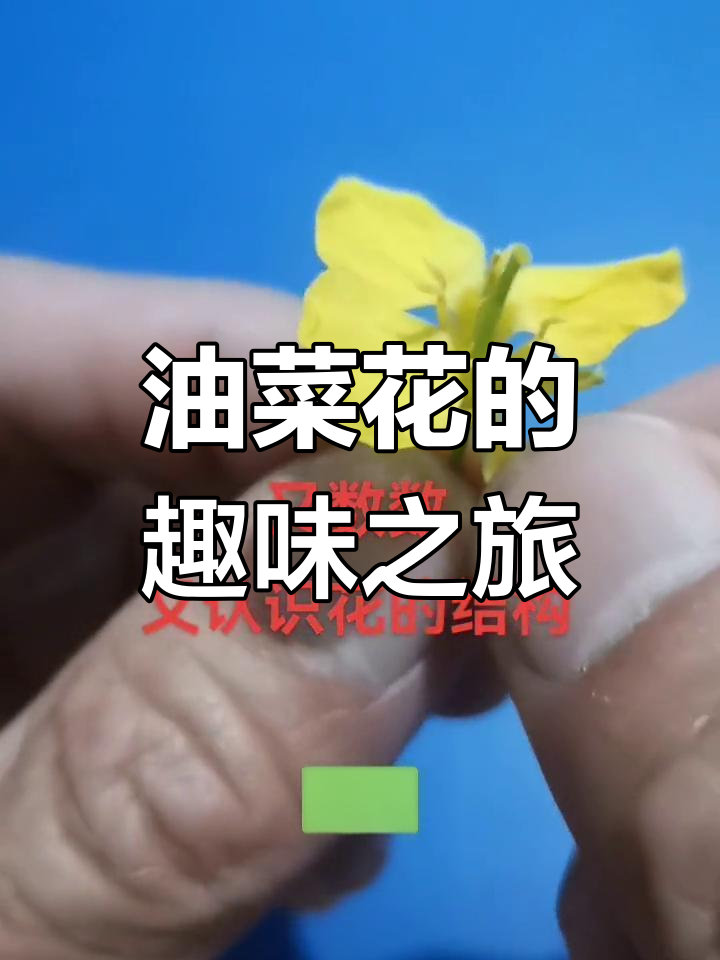 了解油菜花,既能数数又能愉悦心情,快来一起探索吧!