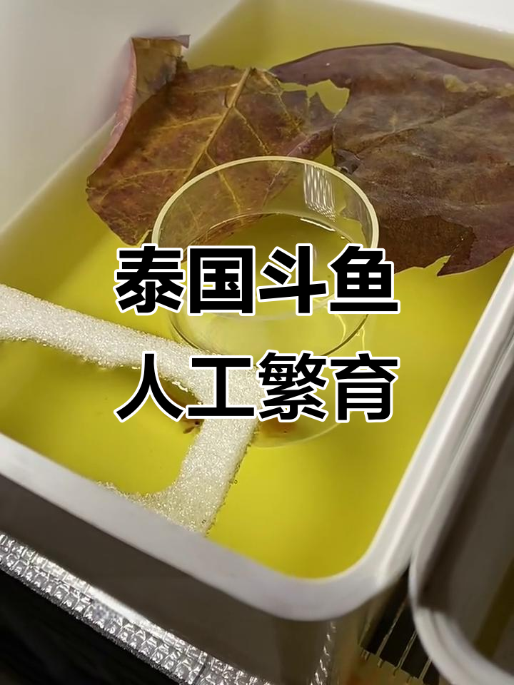 泰国斗鱼繁殖过程：从婚房搭建到合体成功