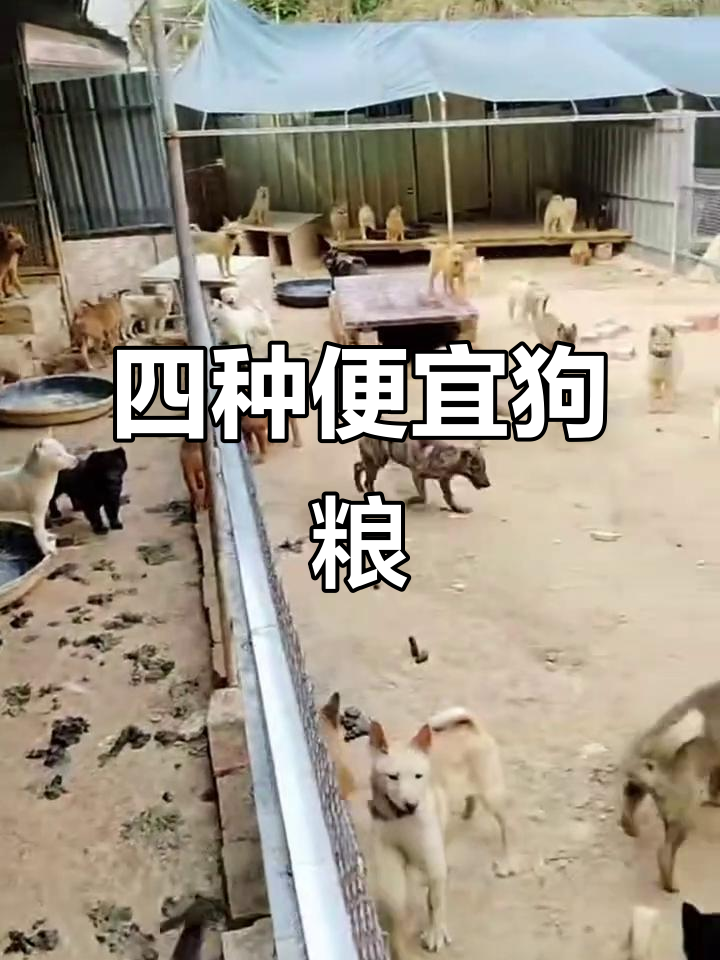 肉狗养殖四大廉价饲料，快速增重又健康