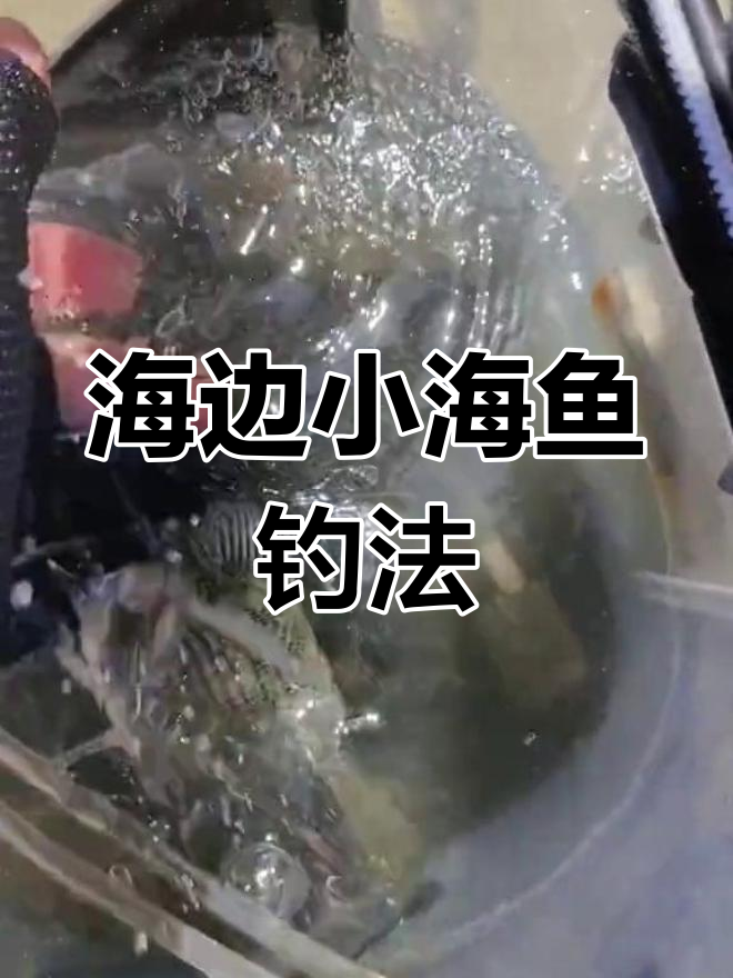 海岸钓鱼技巧:轻松钓海鱼