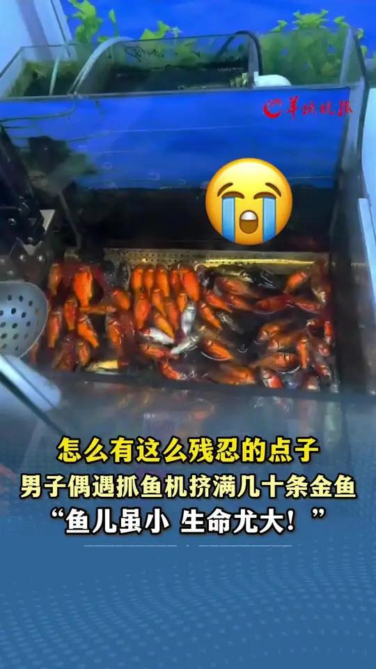 怎么有这么残忍的点子 男子偶遇抓鱼机挤满几十条金鱼“鱼儿虽小 生命尤大!”小羊拍客金鱼动物
