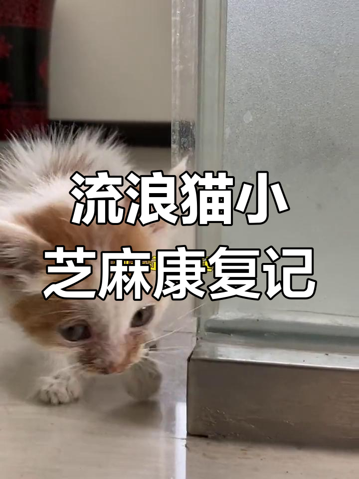 小芝麻的恢复之路,儿童节吃鸡胸肉超香辣