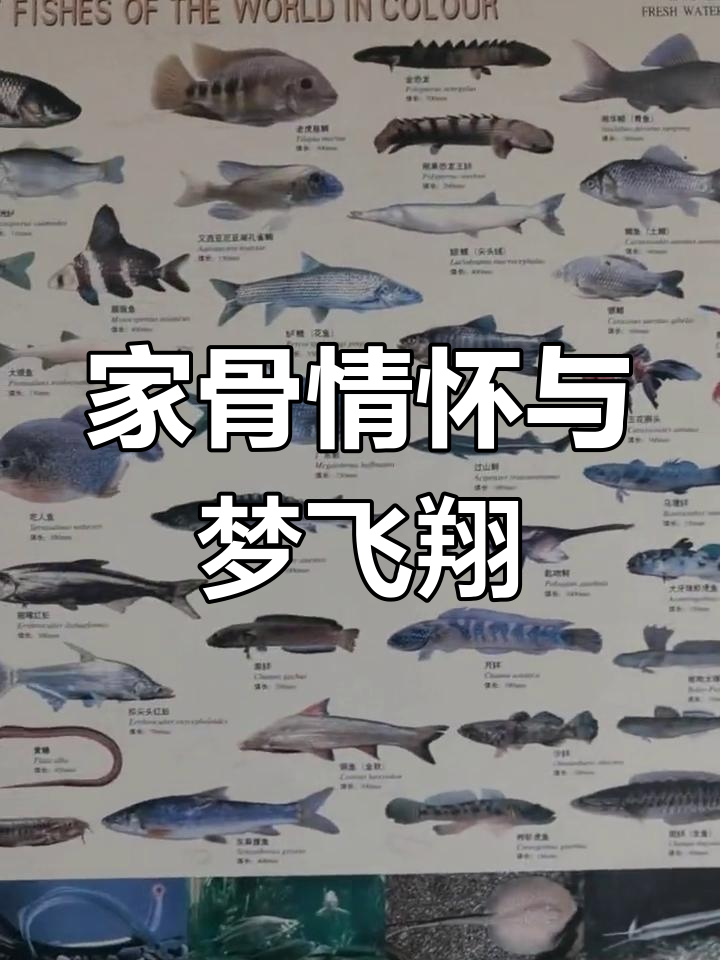 追逐梦想，驰骋秦淮传奇家