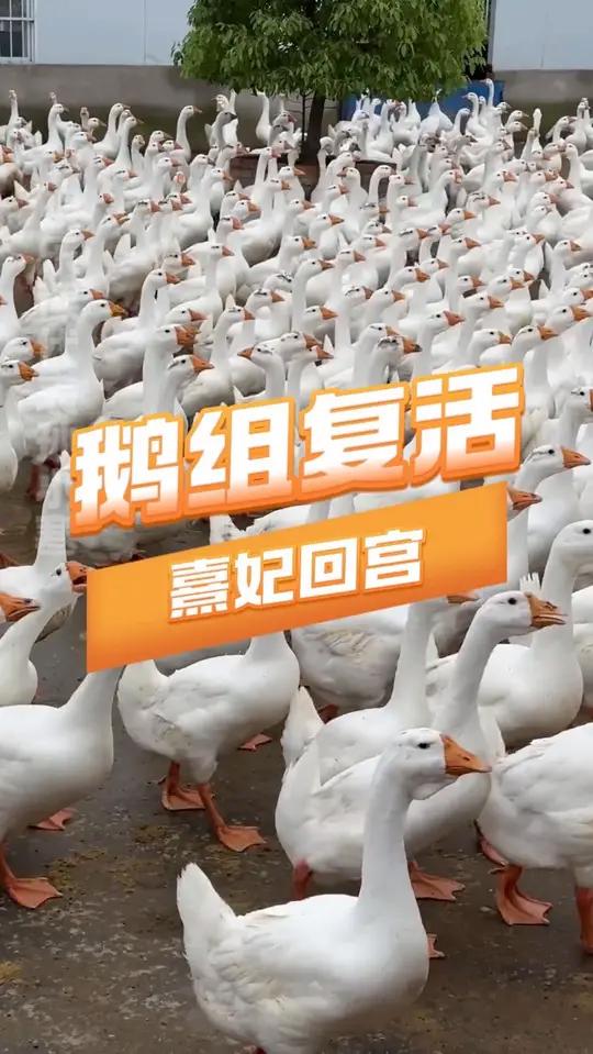 令人闻风丧胆的鹅组回来了，真是时代的眼泪了