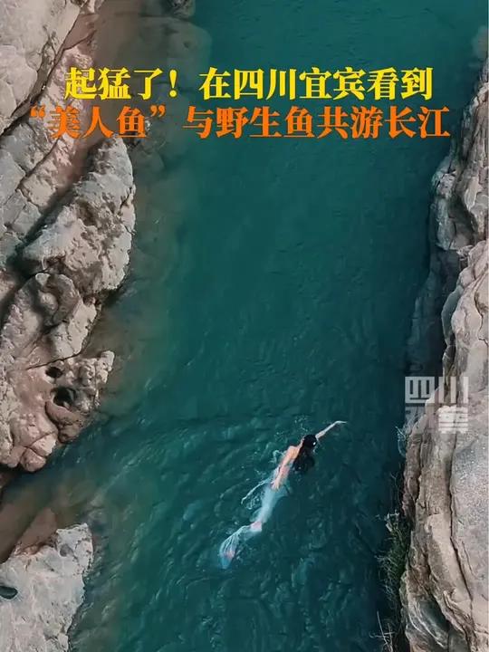 起猛了!10月28日,四川宜宾竟看到了美人鱼,清澈江水中与野生鱼共游。宜宾野生鱼被喂成宠物
