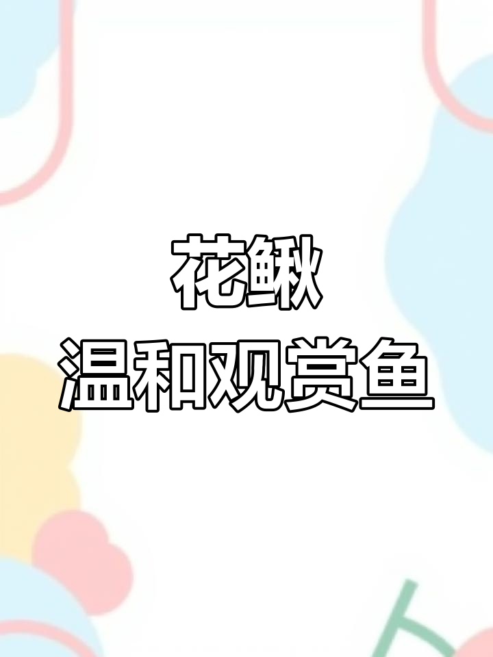 了解憨萌花鳅:中华花鳅的生态与饲养技巧