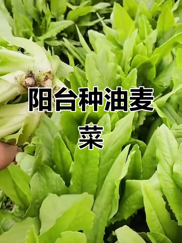 油麦菜种植技巧:阳台也能轻松搞定,快速发芽又美味