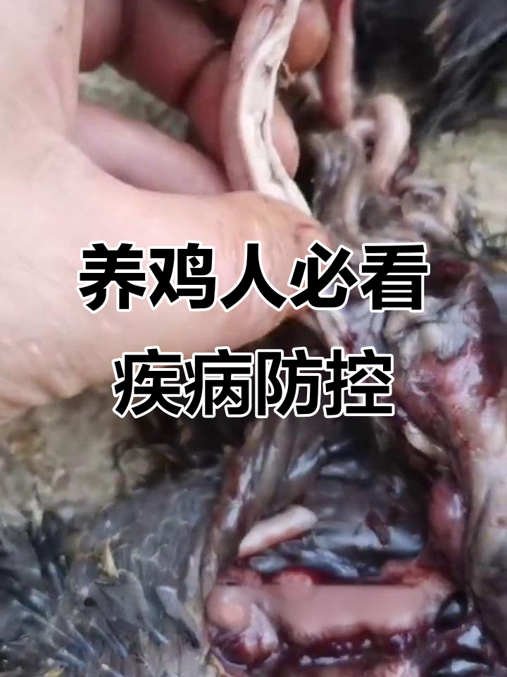 鸡群精神萎靡,肾脏肿胀成灾!如何应对?