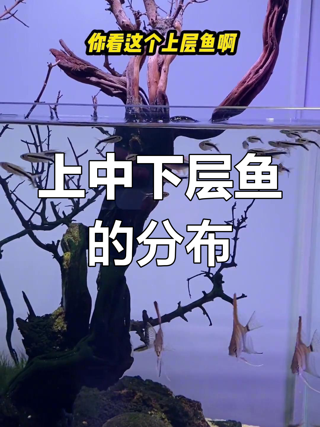 鱼缸里的三层世界