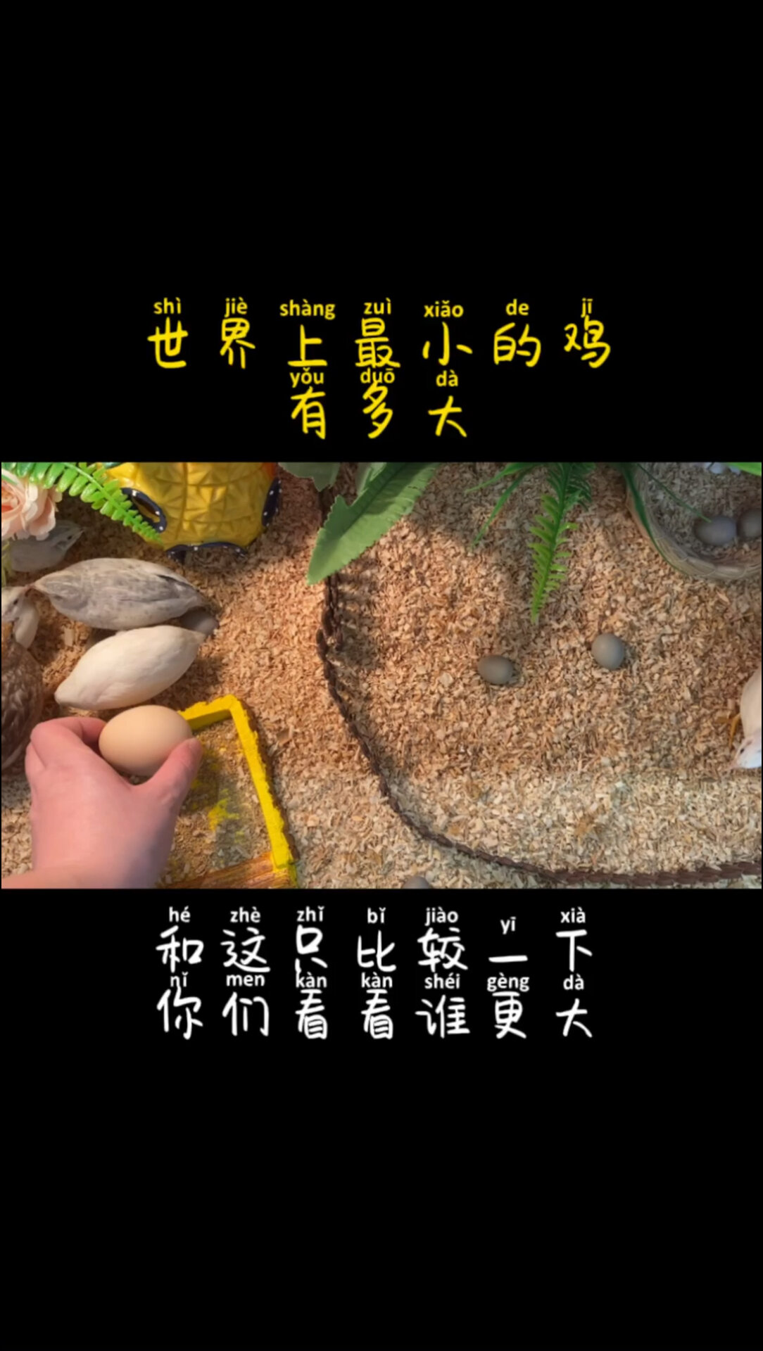 芦丁鸡有多大