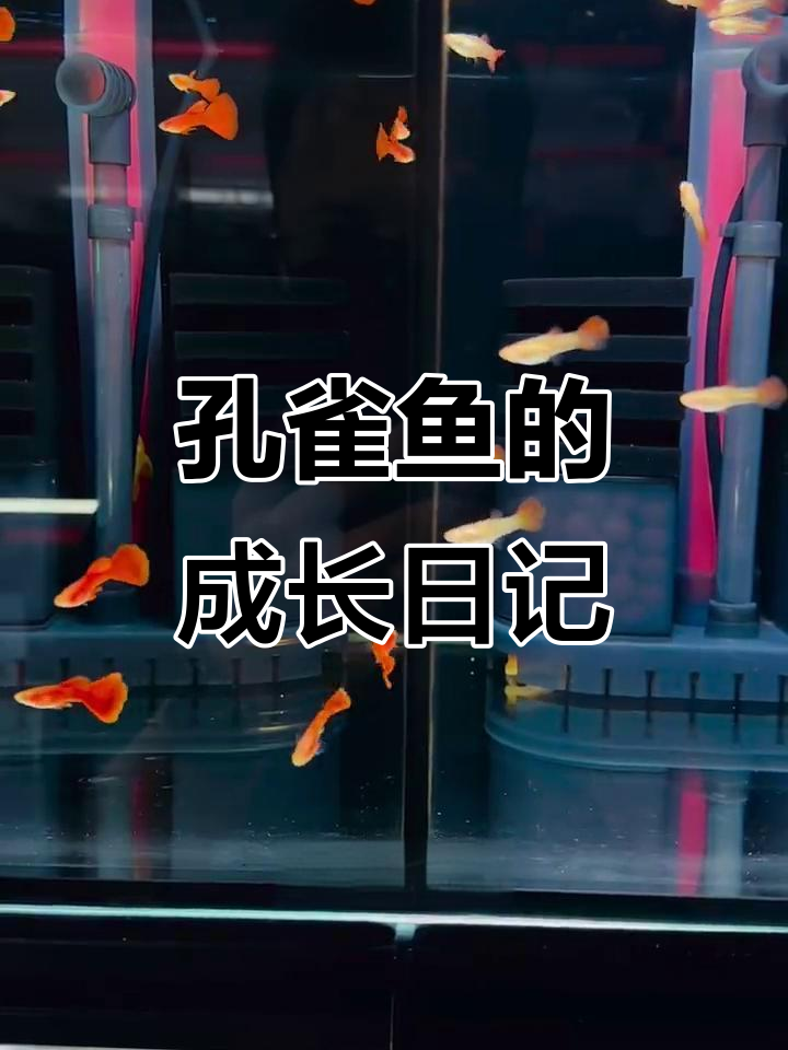 孔雀鱼从出生到成长的精彩瞬间，了解它们的成长历程