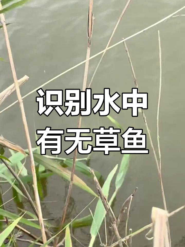 如何判断水域是否有草鱼