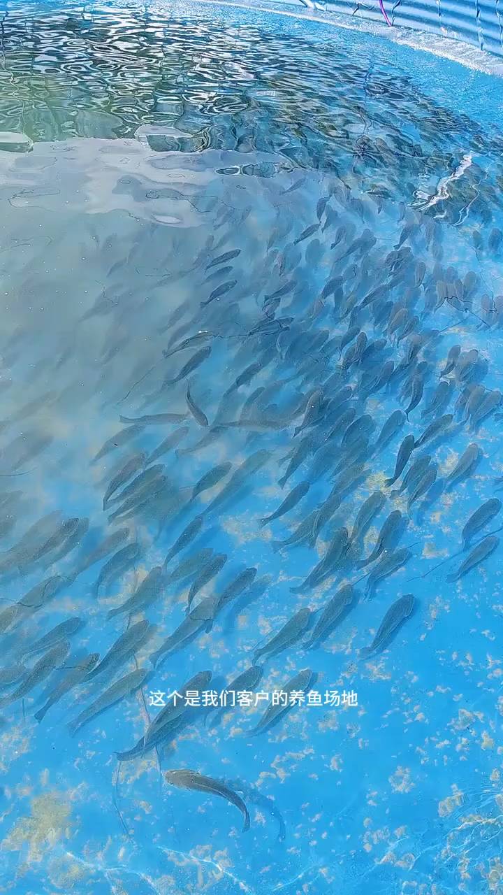 镀锌板帆布鱼池养鲈鱼效果