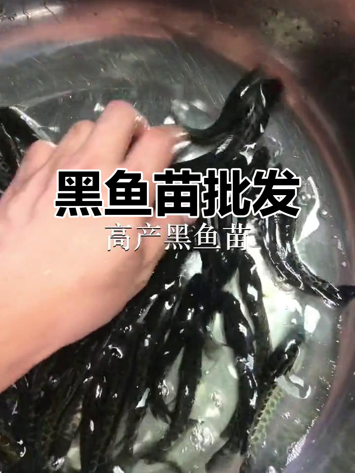 优质黑鱼苗供应，广州、东莞等地均有批发