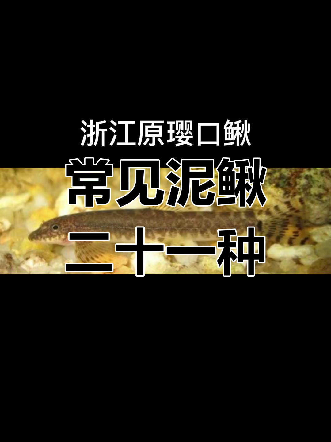 21种泥鳅种类,最后一种最感人