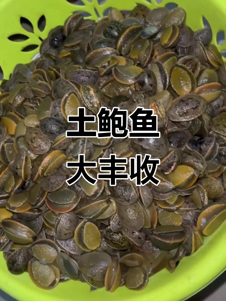 捡到蓝宝石土鲍鱼,满满两大盆硬菜轻松搞定