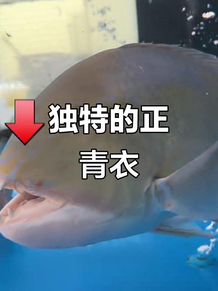 正青衣鱼，海南独特品种，既美观又营养丰富！