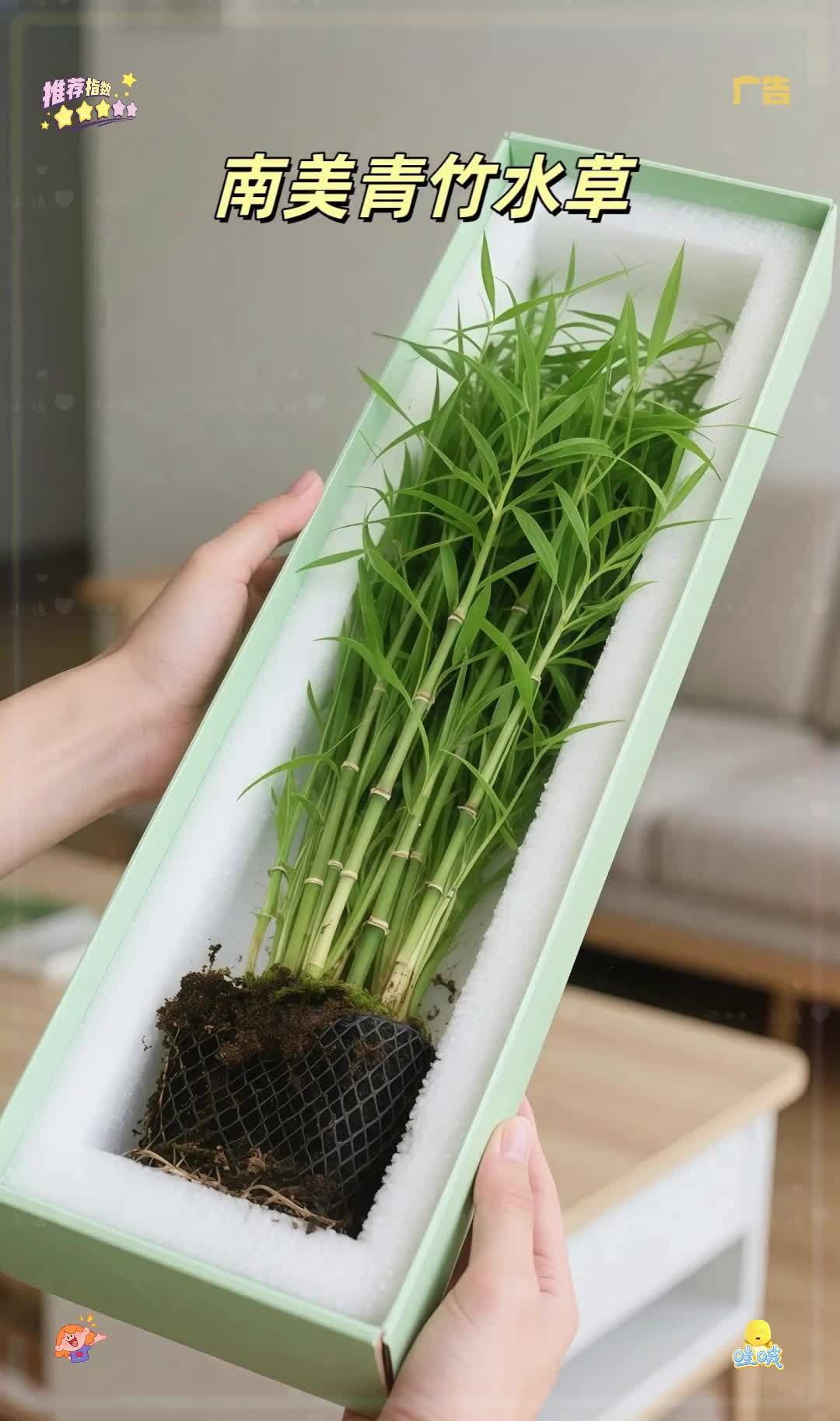 南美青竹水草,让鱼缸秒变海底森林。友友们,想给鱼缸来点新变化吗?试试南美青竹水草吧!它的茎