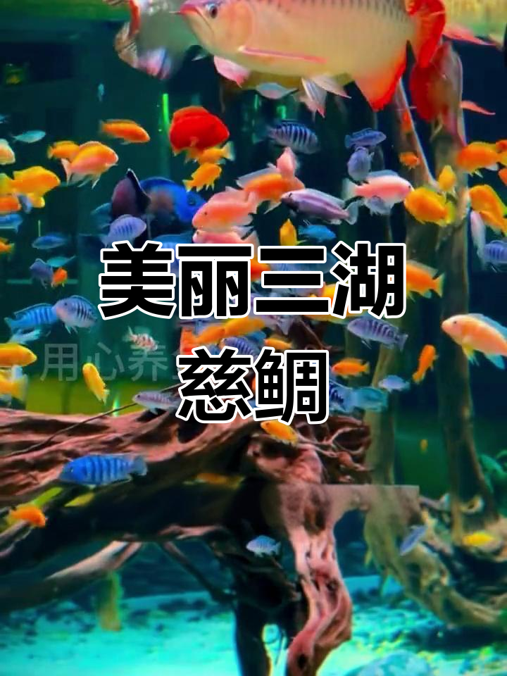 三湖慈鲷:色彩鲜艳的淡水鱼