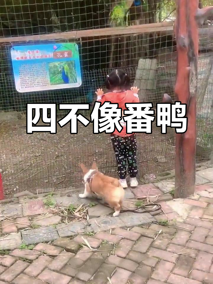 长得像鸭又像鹅的神秘动物