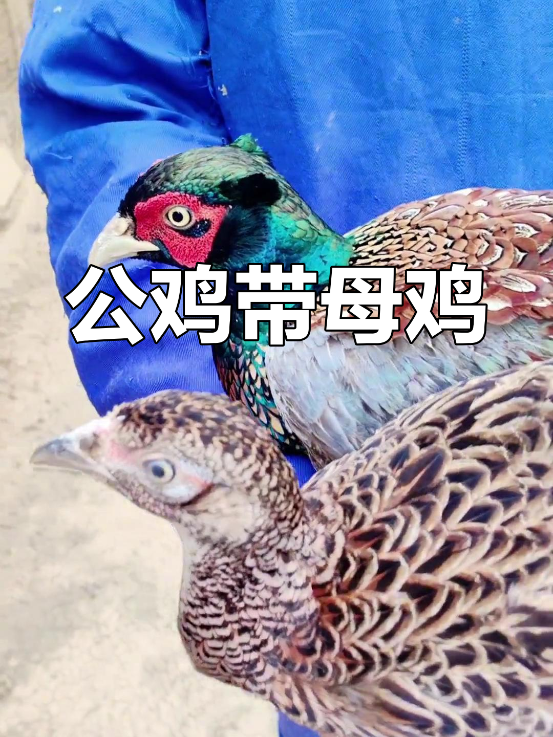 买公鸡送母鸡,黑脖野鸡大揭秘