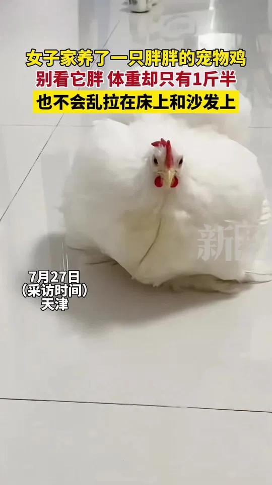 7月27日(原创采访),天津。女子家养了一只胖胖的宠物鸡,别看它胖,体重却只有1斤半,也不