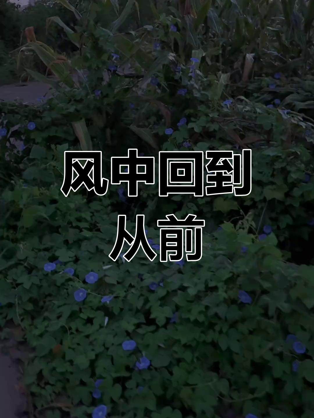 布蕾奶芙脆脆:冷热皆宜的奶茶新风潮