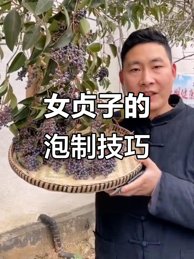 冬至采摘女贞子,炮制方法全揭秘