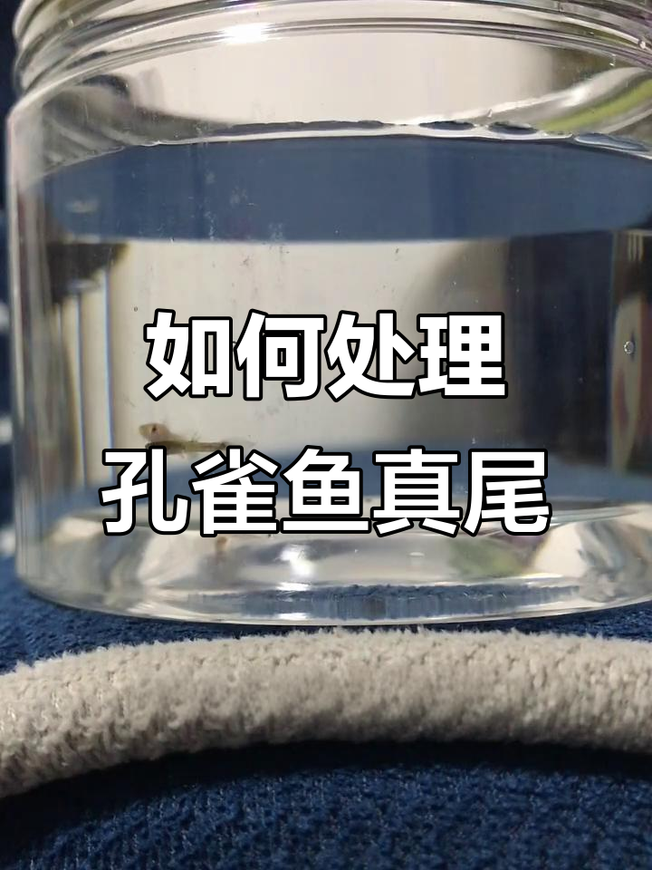 孔雀鱼针尾病判断与处理方法,水质管理是关键