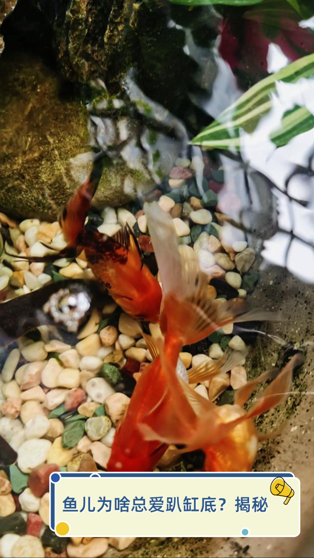 鱼儿为啥总爱趴缸底?揭秘