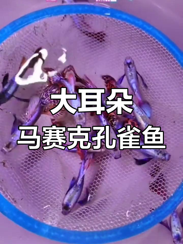 曾经的王者鱼,大耳朵马赛克孔雀鱼揭秘