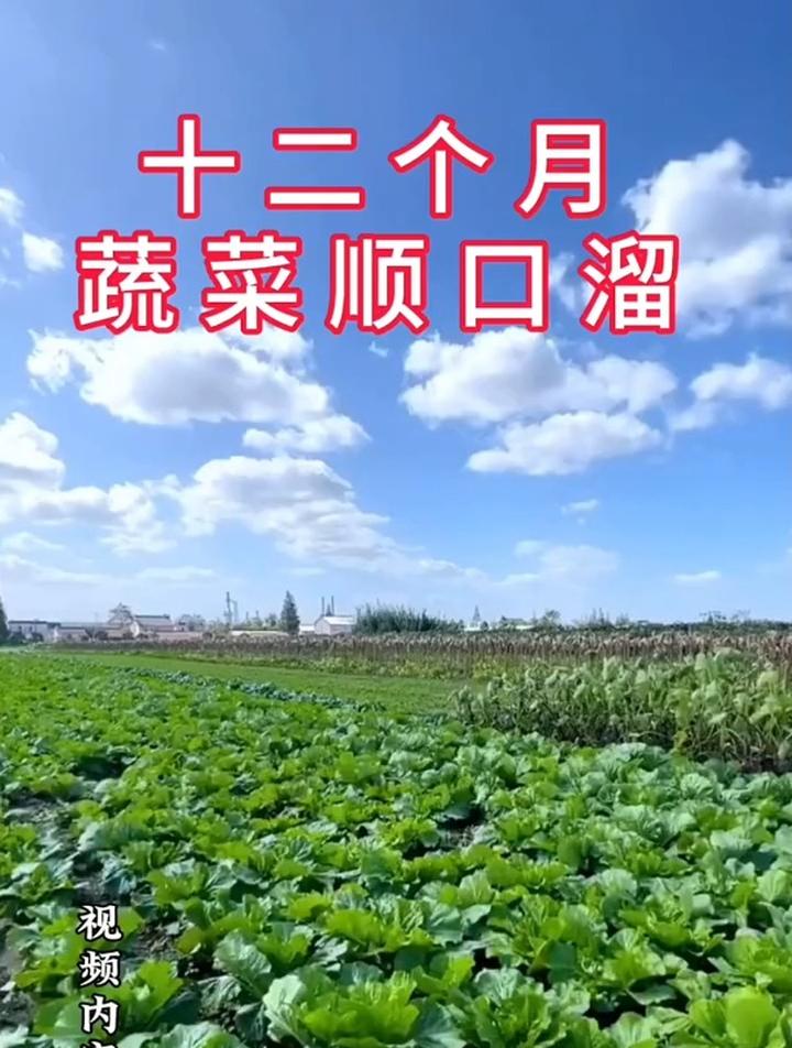 种菜踩准播种时间,产量高口感好