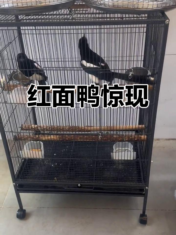 买回红面鸭,鸟儿们吓得四处逃窜,真是大开眼界!