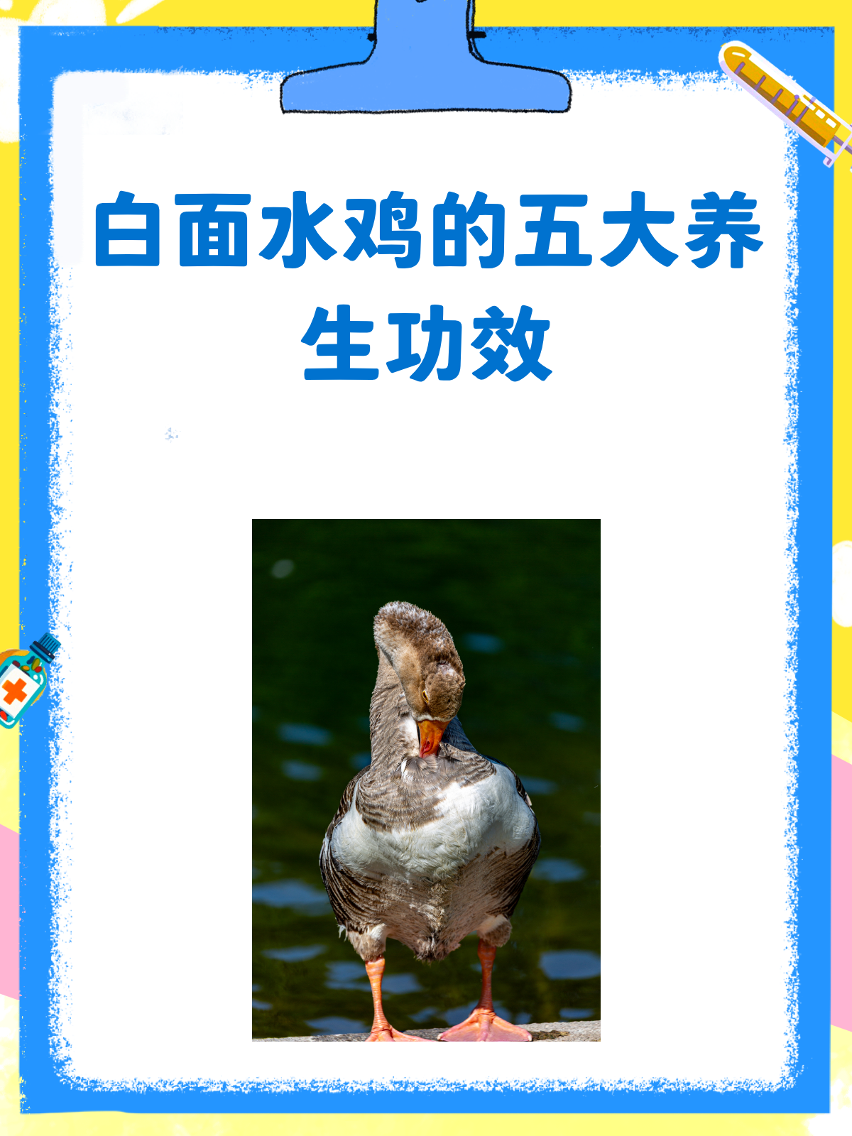 白面水鸡，你意想不到的养生宝藏！