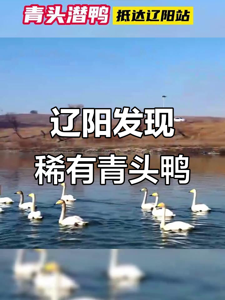 辽阳湿地迎来珍稀青头鸭，全球仅1500只左右