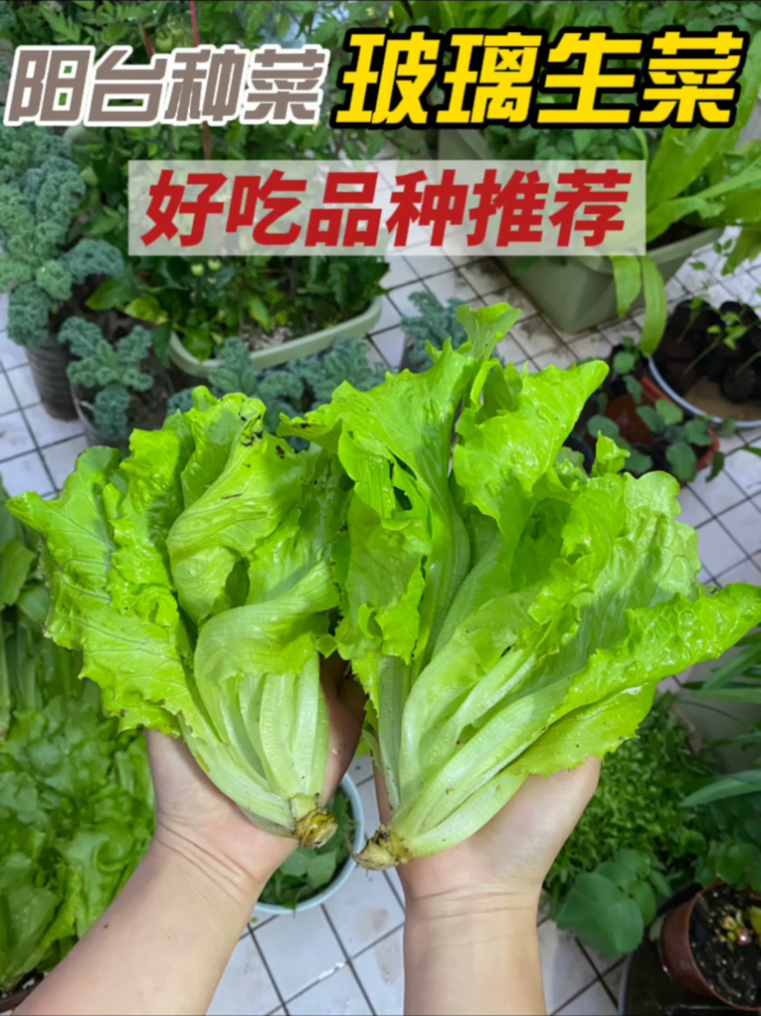 绝对不能错过这个好吃的品种——玻璃生菜!